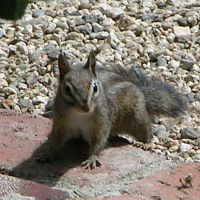 Townsend's Chipmunks ©2016 by Ken Gilliland