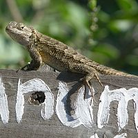 Western Fence Lizard ©2016 by Ken Gilliland