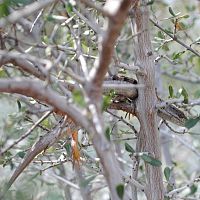 Southern Alligator Lizard ©2016 by Ken Gilliland