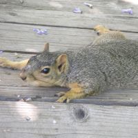 Eastern Fox Squirrel ©2016 by Ken Gilliland