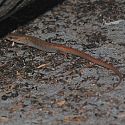 Gilbert's Skink