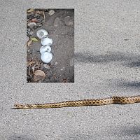 Gopher Snake & the eggs it layed ©2016 by Ken Gilliland