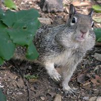 California Ground Squirrel ©2016 by Ken Gilliland