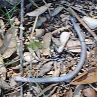 Southern Californian Legless Lizard ©2016 by Ken Gilliland