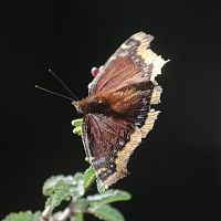 Mourning Cloak ©2016 by Ken Gilliland