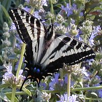 Pale Swallowtail ©2016 by Ken Gilliland