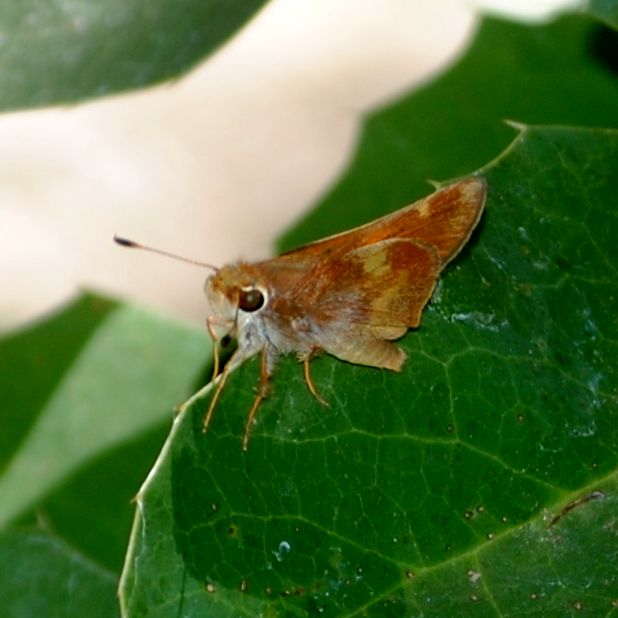 Umber Skipper ©2016 by Ken Gilliland