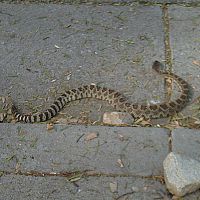 Western Diamondback (adult)