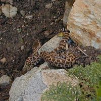 Western Diamondback (juvenile)