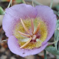 Calochortus plummerae ©2016 by Ken Gilliland