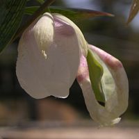 Calochortus albus ©2016 by Ken Gilliland