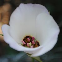 Calochortus catalinae ©2016 by Ken Gilliland