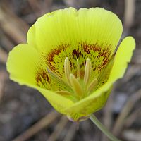 Calochortus luteus 'Golden orb' ©2016 by Ken Gilliland