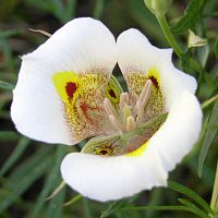 Calochortus superbus ©2016 by Ken Gilliland