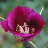 Calochortus venustus var purpurascens ©2016 by Ken Gilliland