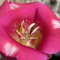 Calochortus venustus var sanguinium ©2016 by Ken Gilliland