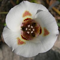 Calochortus vensustus ©2016 by Ken Gilliland