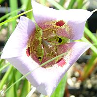 Calochortus vestae ©2016 by Ken Gilliland