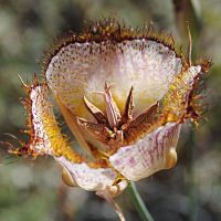 Calochortus weedii var intermedius ©2016 by Ken Gilliland