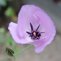 Calochortus uniflorus 'Cupito' ©2016 by Ken Gilliland