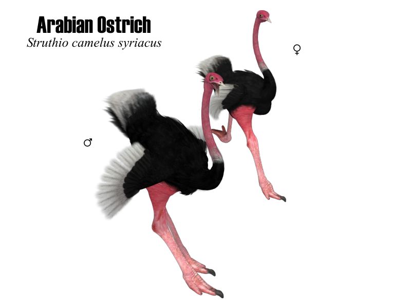 National Wildlife Research Center of Saudi Arabia used the Songbird ReMix Ostrich