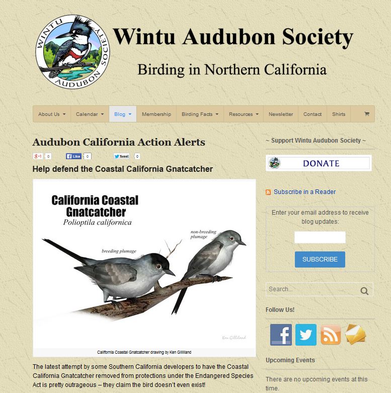 Wintu audubon Society used the Songbird ReMix California Gnatcatcher
