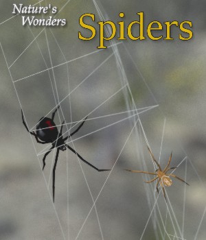 Nature's Wonders Spiders