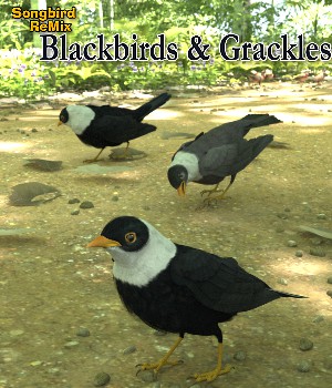 Songbird ReMix Blackbirds & Grackles