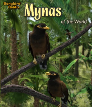 Songbird ReMix Mynas