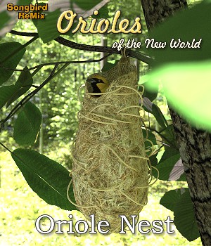 Oriole Nest