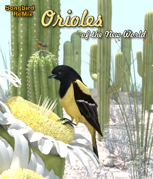 Songbird ReMix Orioles