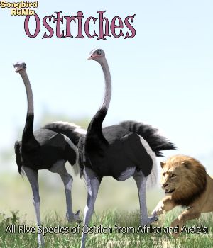 Songbird ReMix Ostriches