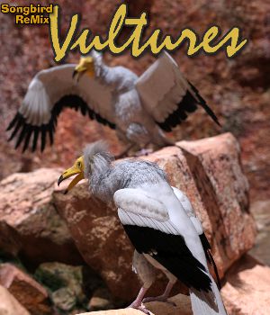Songbird ReMix Vultures Volume 1