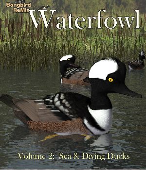 Songbird ReMix Waterfowl Volume 2: Sea & Diving Ducks