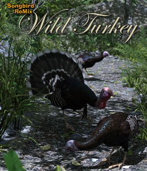 Songbird ReMix Wild Turkey<