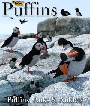 Puffins, Auks and Auklets