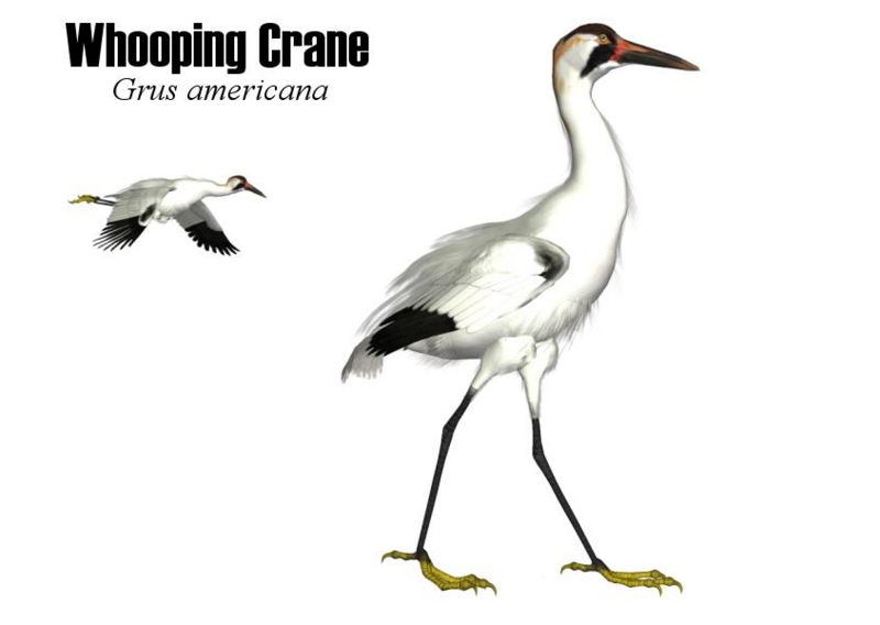 Image:Whoopingcrane.jpg