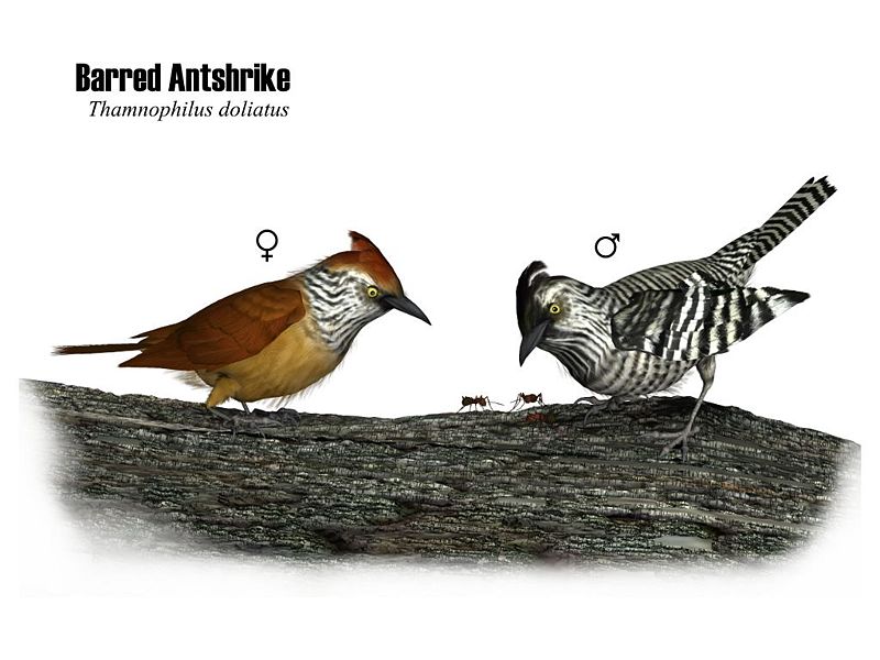 Image:BarredAntshrike.jpg