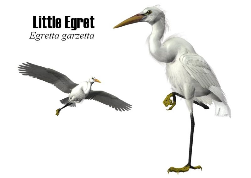 Image:Little egret.jpg