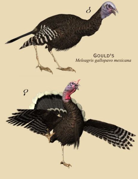 Image:WT-gould.jpg