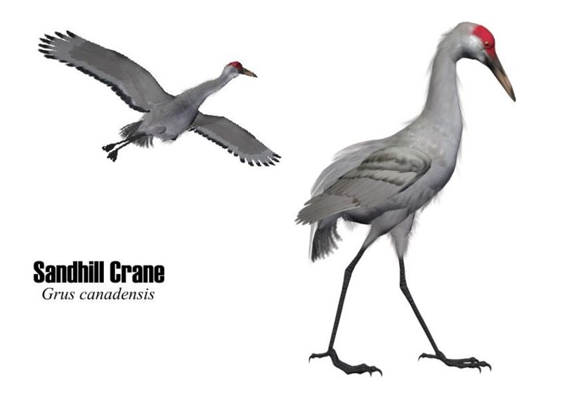 Image:Sandhillcrane.jpg